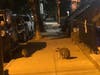 Three large raccoons were spotted last year on central Garden Street, which is also where someone told police they saw a coyote this week.