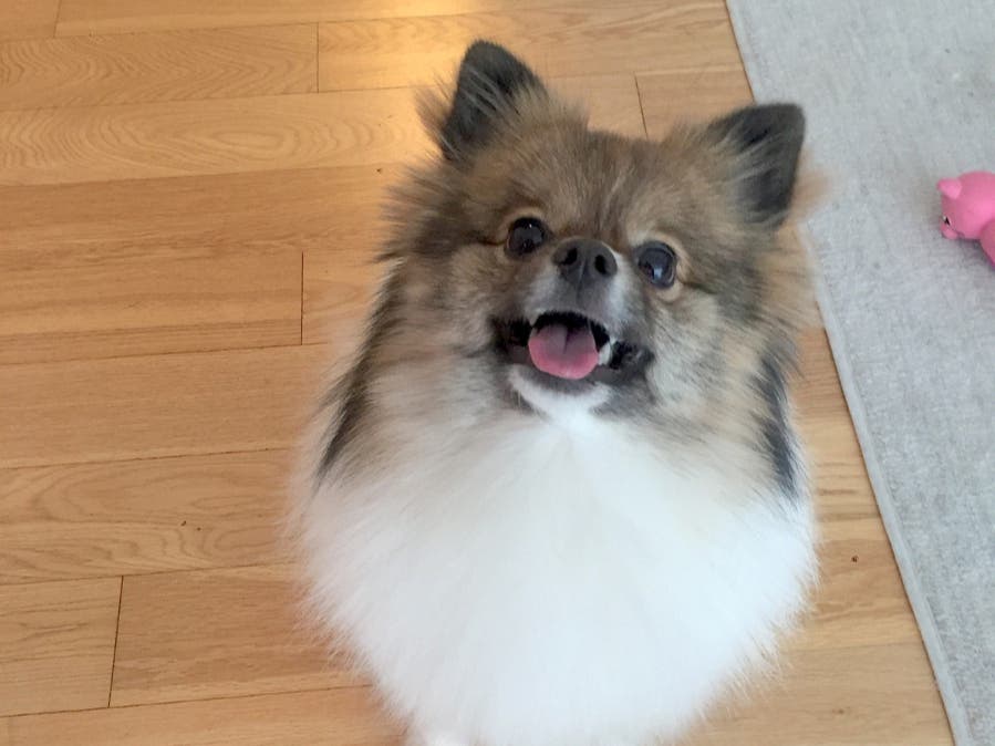 There were three home burglaries and attempts in Livingston last week, one of which was foiled by a dog, police said. This is (probably) not that dog.