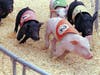 Come see the piggies at The State Fair Meadowlands.