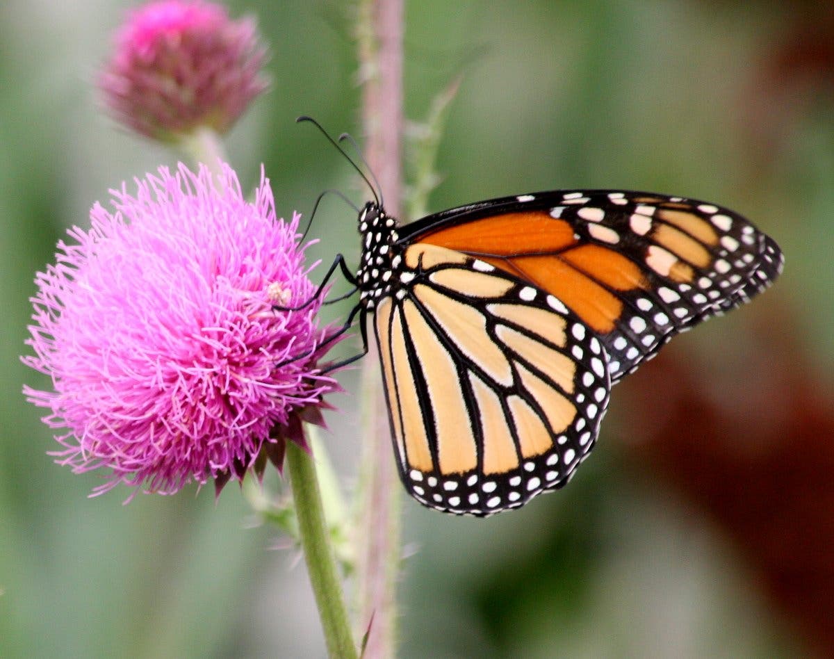Butterflies are free, and so are the events at Sunday's annual "Butterfly Day" in DeKorte Park, co-sponsored by the NJ Sports Authority.