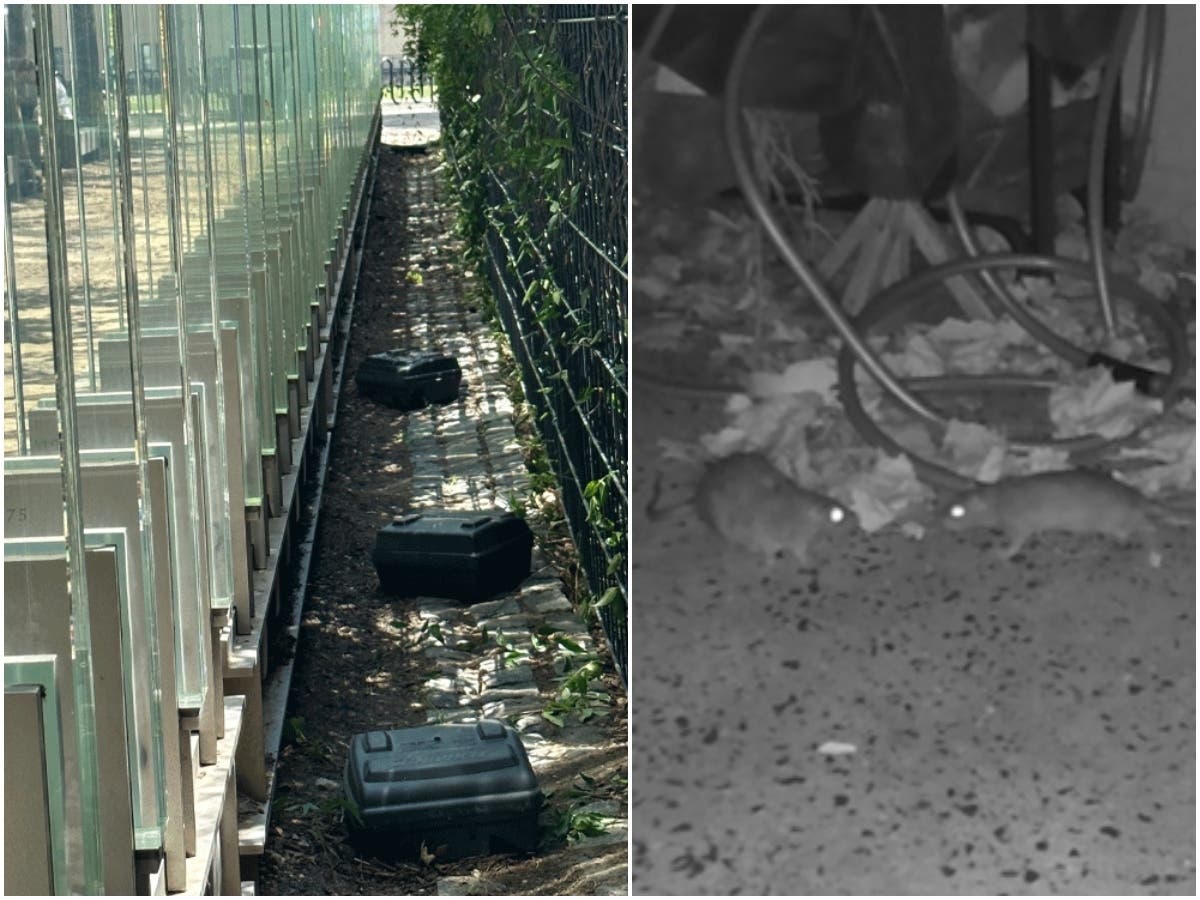 Left: Rat traps behind to Hoboken's September 11 memorial on the south waterfront. Right: Image of two rats captured by Rich Bean's camera on Jefferson Street at night.