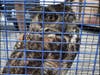 Bergen County gave a hoot and knew what to do when an owl with an "eye problem" was found in a freight train recently.