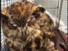 Bergen County gave a hoot and knew what to do when an owl with an "eye problem" was found in a freight train recently.