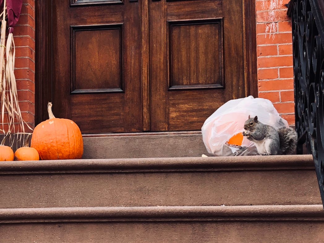 A squirrel noshes on a pumpkin in Hoboken. How bad have rodent problems gotten in local towns?