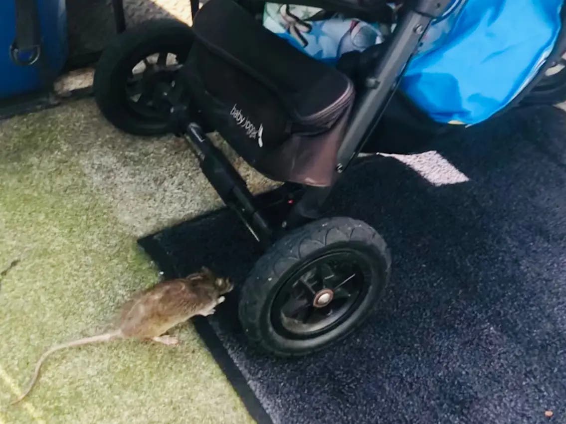A rat near a Hoboken school in 2022.