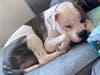 Rajah the dog