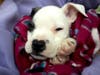 Rajah, as a pup.