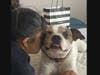 Rajah the dog.