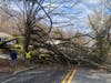 Police responded Wednesday when this tree became uprooted in front of a local home.