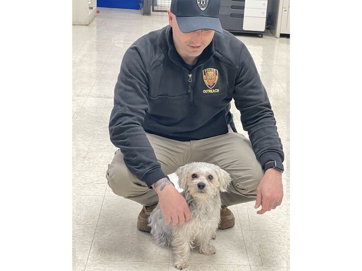 DOG TRAIN -- This ruff rider followed a passenger onto the train in South Orange and rode all the way to Hoboken. Police have found her owner.