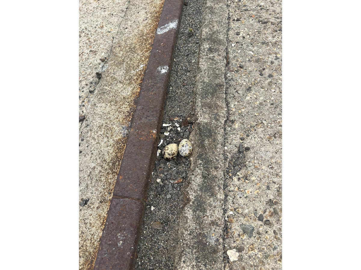 Protected Tern Colony Killed, Possibly By A Fox, Hoboken Bird-Lovers Say