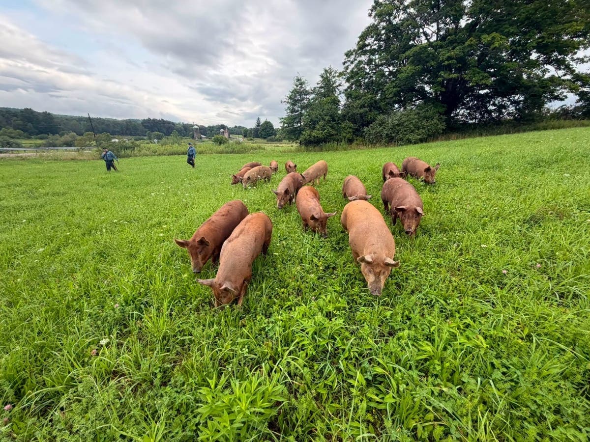 GARDEN STATE PORKWAY -- Fifteen pigs escaped from a North Jersey farm and created a hazard for drivers.