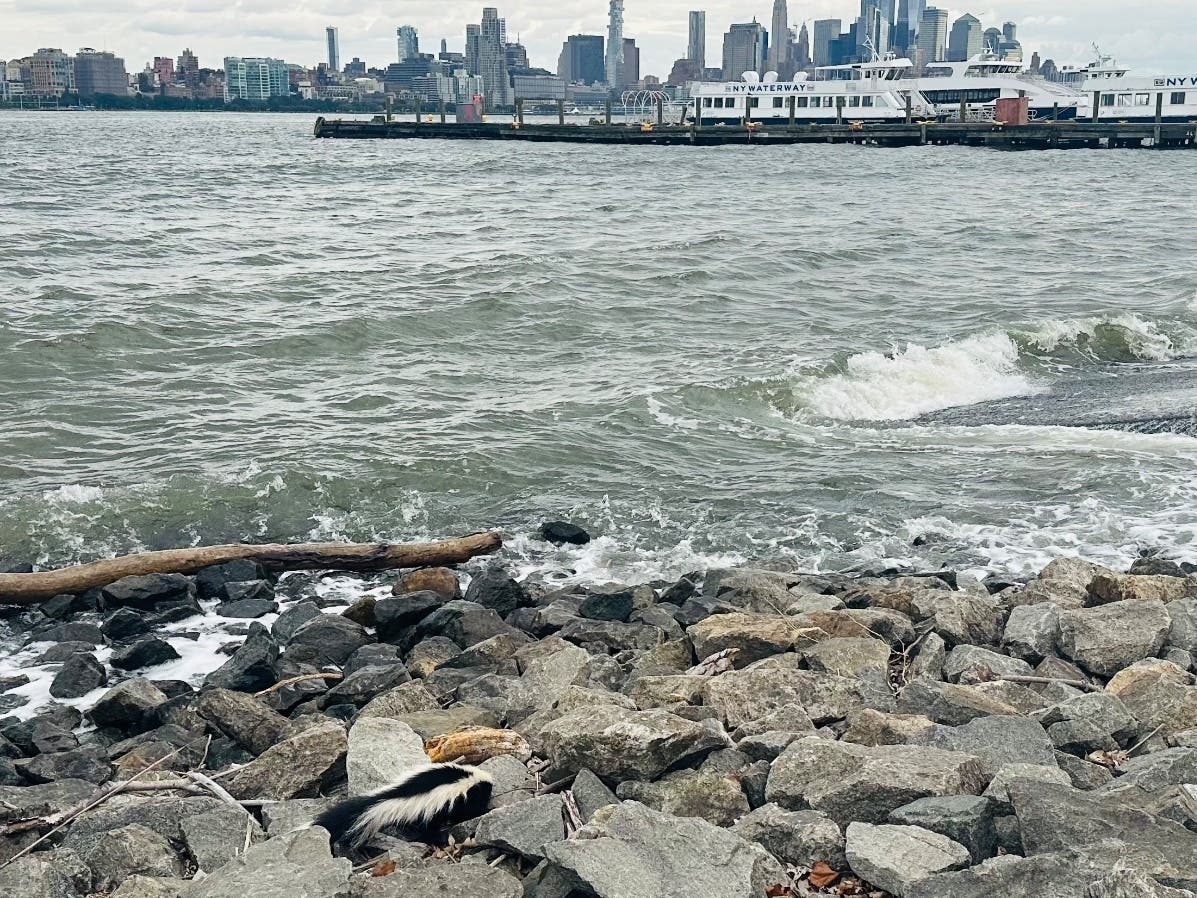 Skunk Scampers Around Hoboken Waterfront In Front Of New York City Skyline: See Video