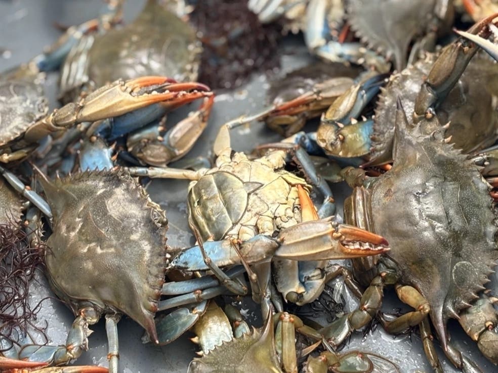 Blue crabs from the Lynnhaven River in Virginia Beach in May 2025. 