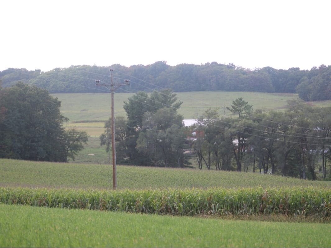 A corn field in Augusta County. 
