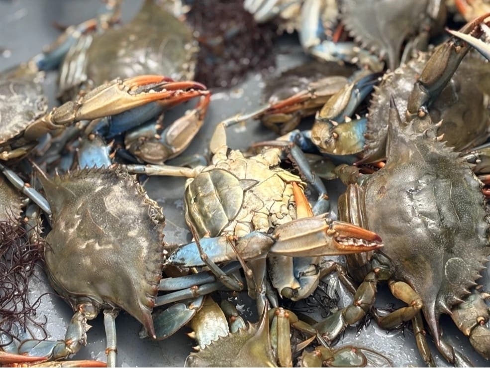 Blue crabs from the Lynnhaven River in Virginia Beach in May 2025. 