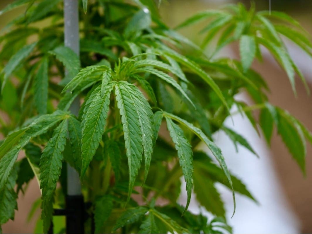 A hemp plant at Redfern Hemp Co. in Caroline County.