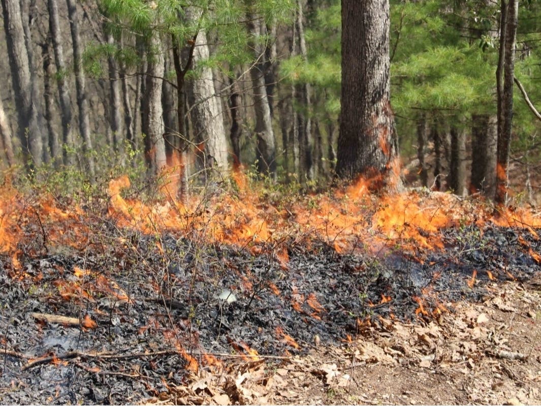 A forest in Highland County during a prescribed burn by the Virginia Department of Forestry in 2021. 