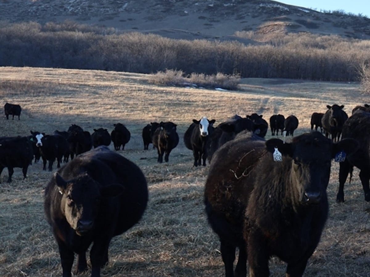  Cattle roam in a pasture near Killdeer in southwest North Dakota. 