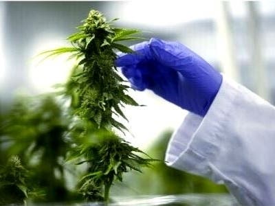 Hemp is being grown indoors for the flowers to produce CBD oil. 