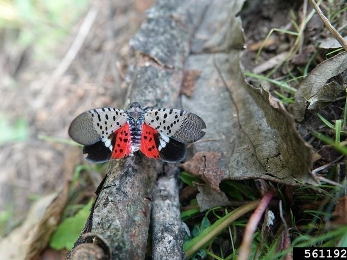 The spotted lanternfly.
