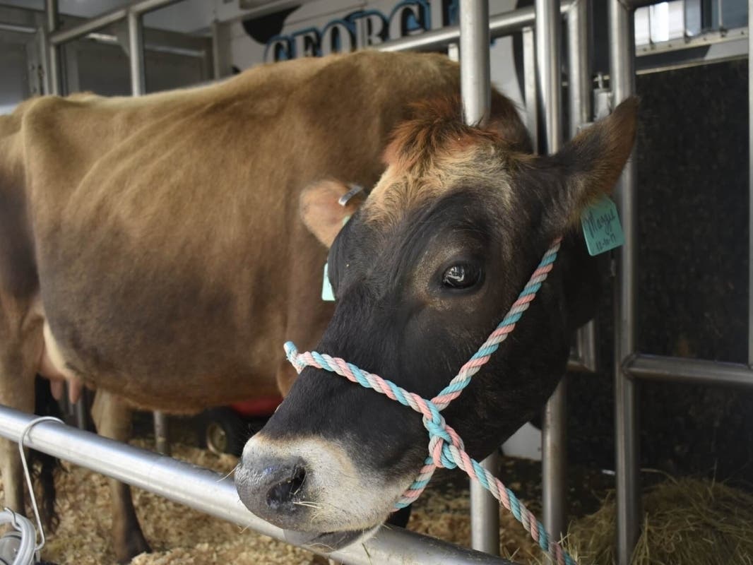 File photo of Maggie the cow, brought to the state Capitol in 2021 by representatives of Georgia’s cattle industry to greet lawmakers. 