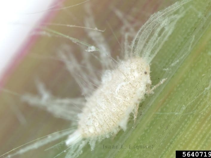 Pasture mealybug