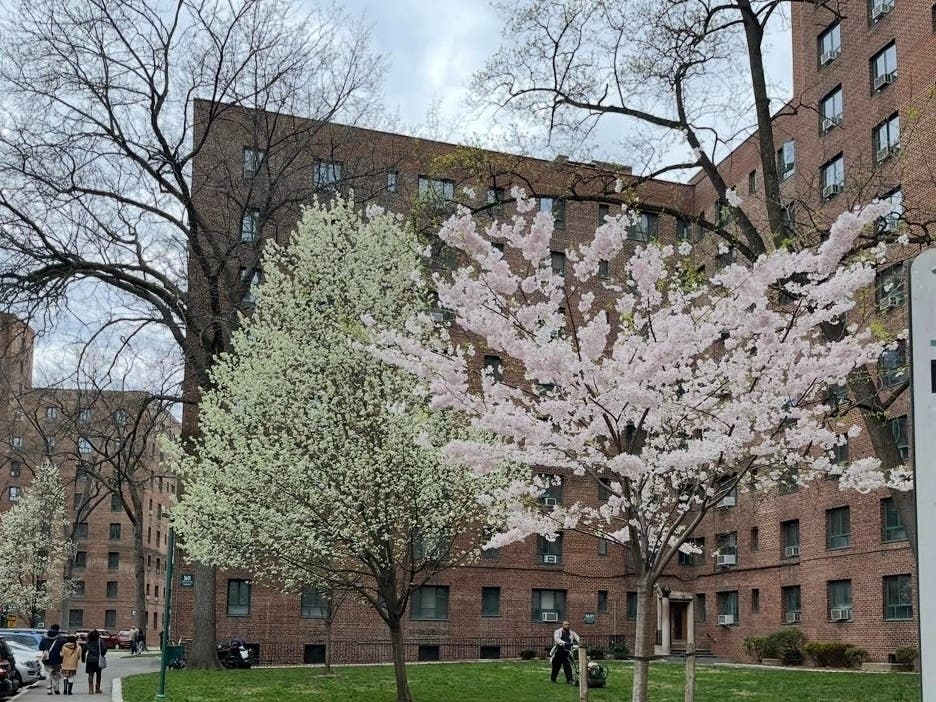 Trees bloom in early spring outside an apartment building in the Bronx, N.Y., in 2026. New York City had the highest number of Emergency Housing Voucher recipients and is scrambling to transition them as the program sunsets.