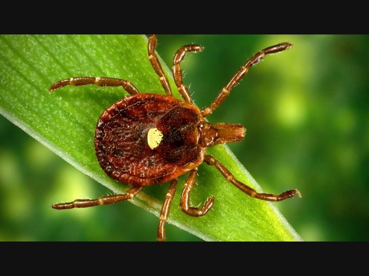 A lone star tick, which is a very aggressive tick that bites humans. A circular rash sometimes follows the bite.