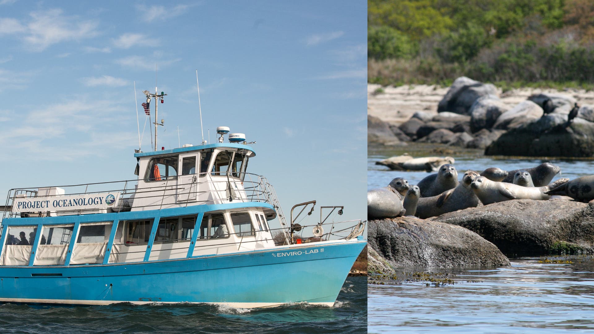 Apr 1 Seal Watch Cruise with Project Oceanology Groton, CT Patch