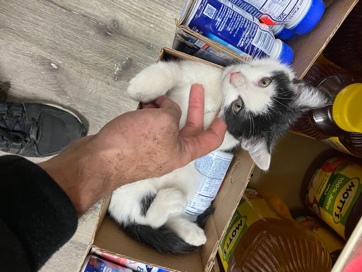 Oreo, a bodega feline in Flatbush, took Patch's best "bodega cat" prize.