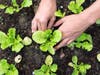 planting, gardening, vegetable, seedling, farming, cabbage, agriculture, garden, plant, greenhouse, hands, organic, vegetal, vegetables, soi
