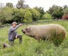 Apricot Lane Farms