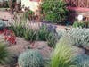 Drought tolerant landscape alternative.
