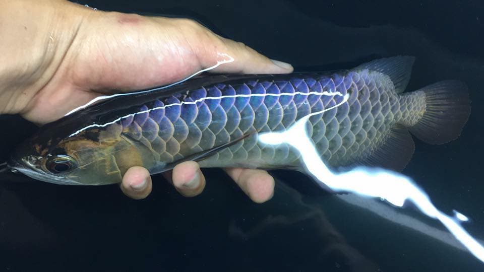 Arowana Fish For Sale In Florida Text 5402185661 Jacksonville, FL Patch