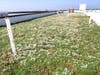Green roof at Fifty-Five Union