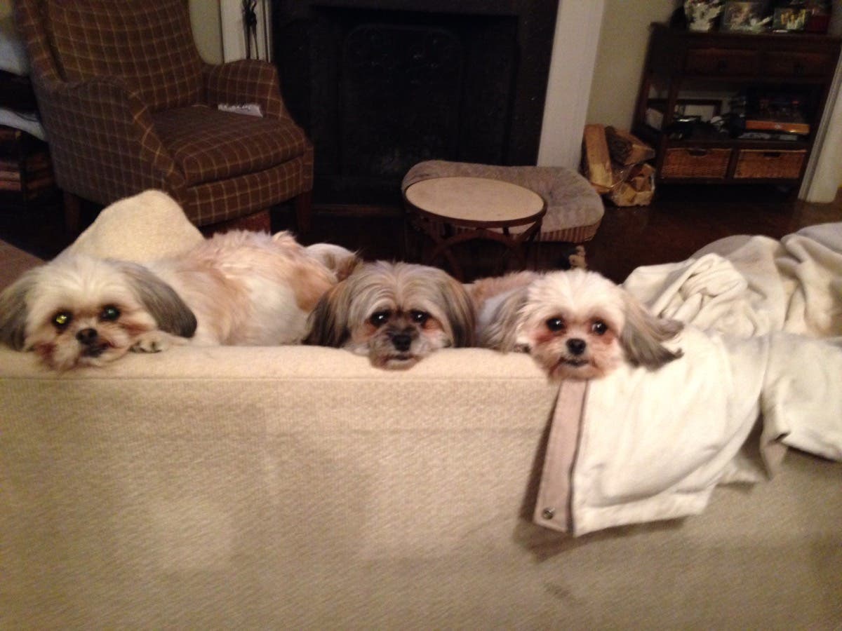 dog walker needed near me