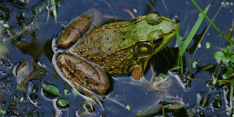 NJ Audubon: Fabulous Frogs of North Central NJ