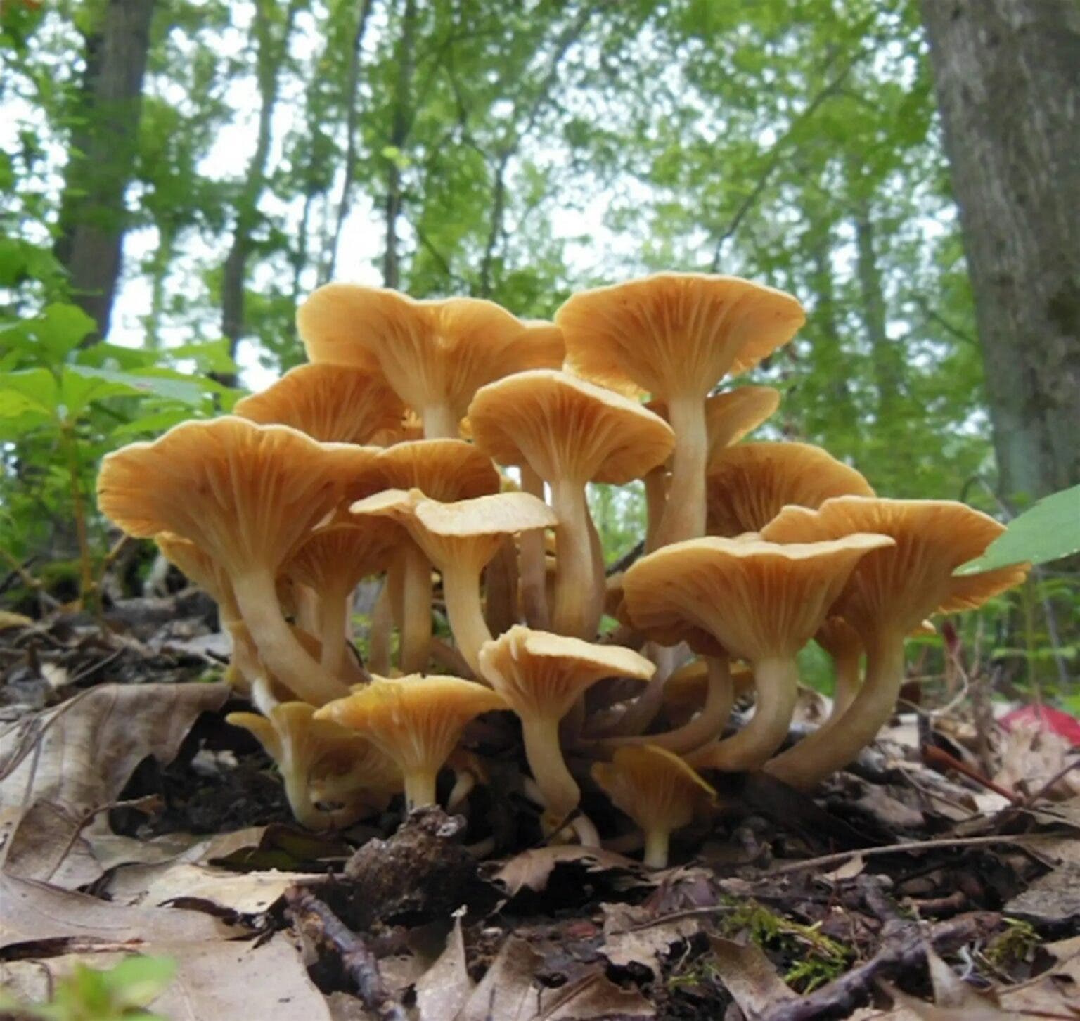 NJ Audubon: July Mushroom Meander