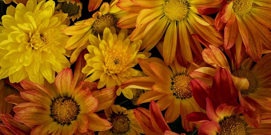 NJ Audubon Digital Photography Workshop: Flower Photography