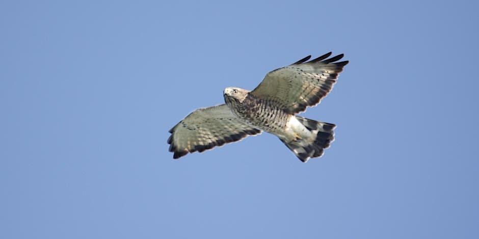 NJ Audubon Bernardsville Hawkwatch - Multiple Dates