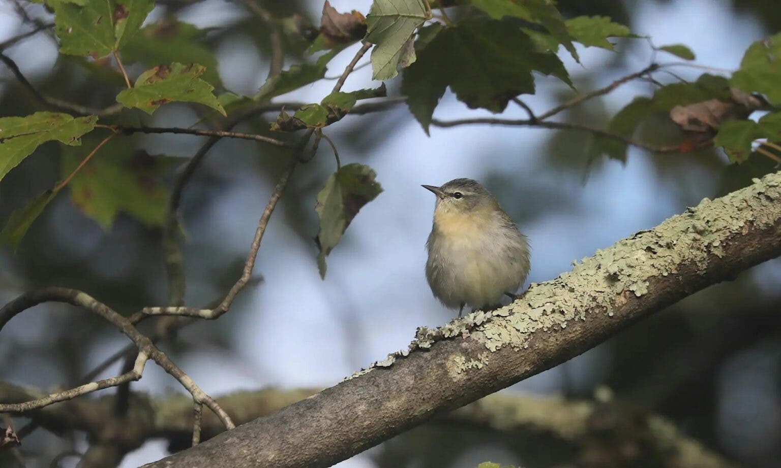 NJ Audubon Early Bird Walks Fridays 10/2 to 10/30