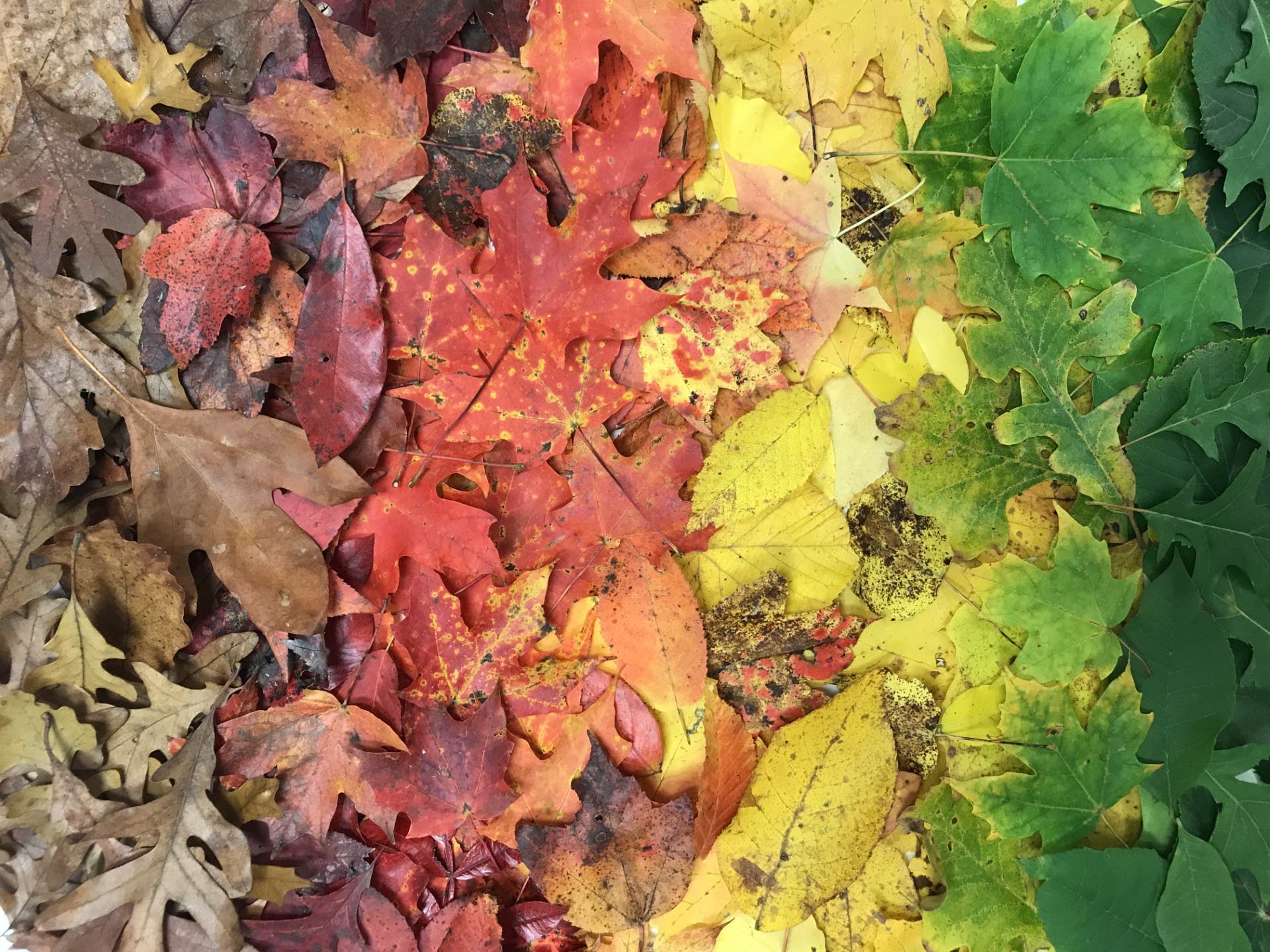 NJ Audubon: Fall Forest Stroll