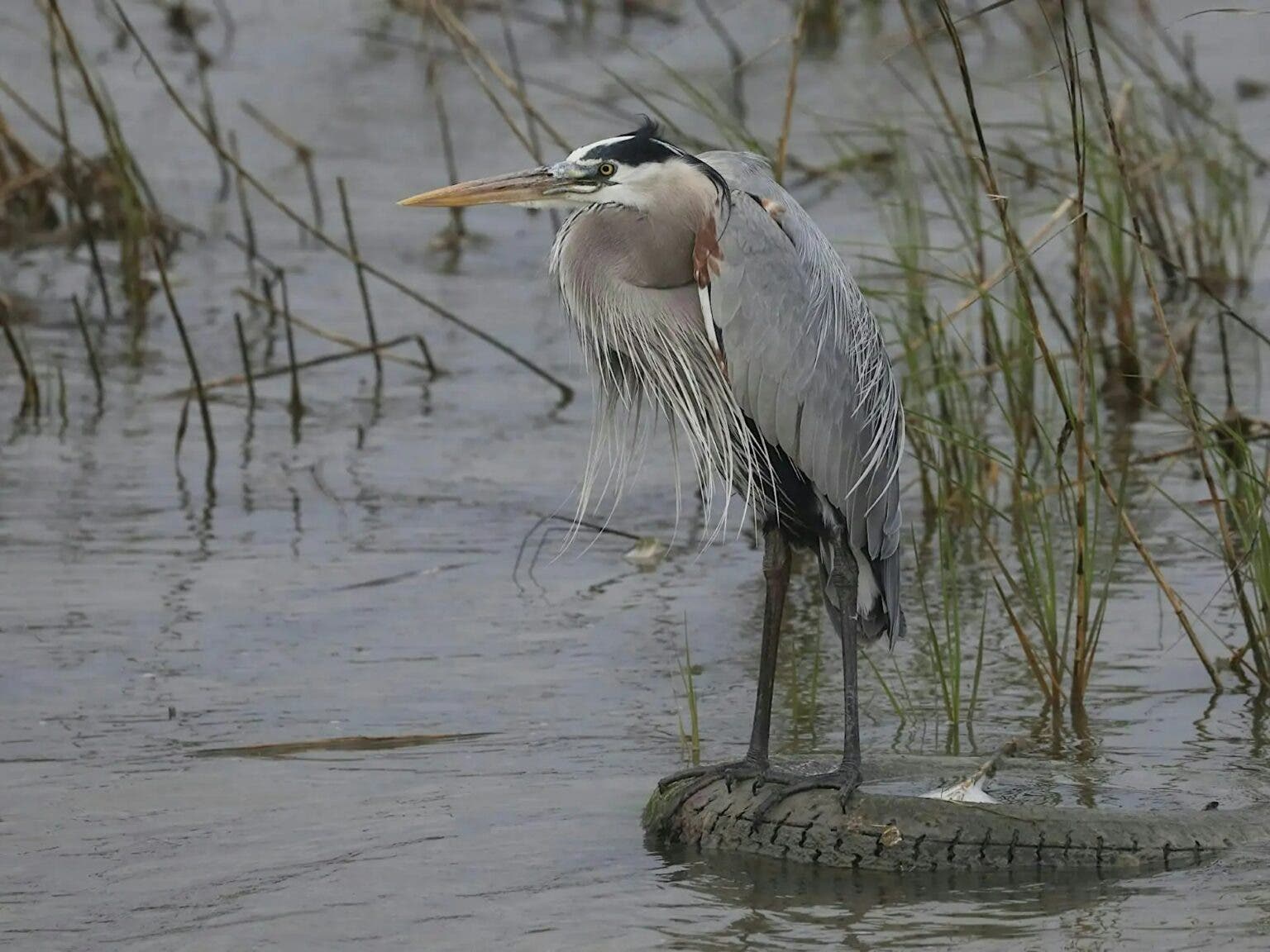 NJ Audubon Great Blue Heron Highlights
