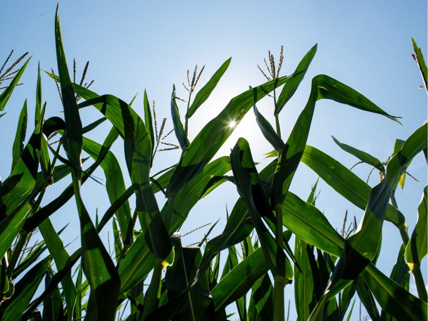 Sample rows of corn grow at Minnesota Farmfest in Redwood County, Minnesota Tuesday, Aug. 5, 2025.