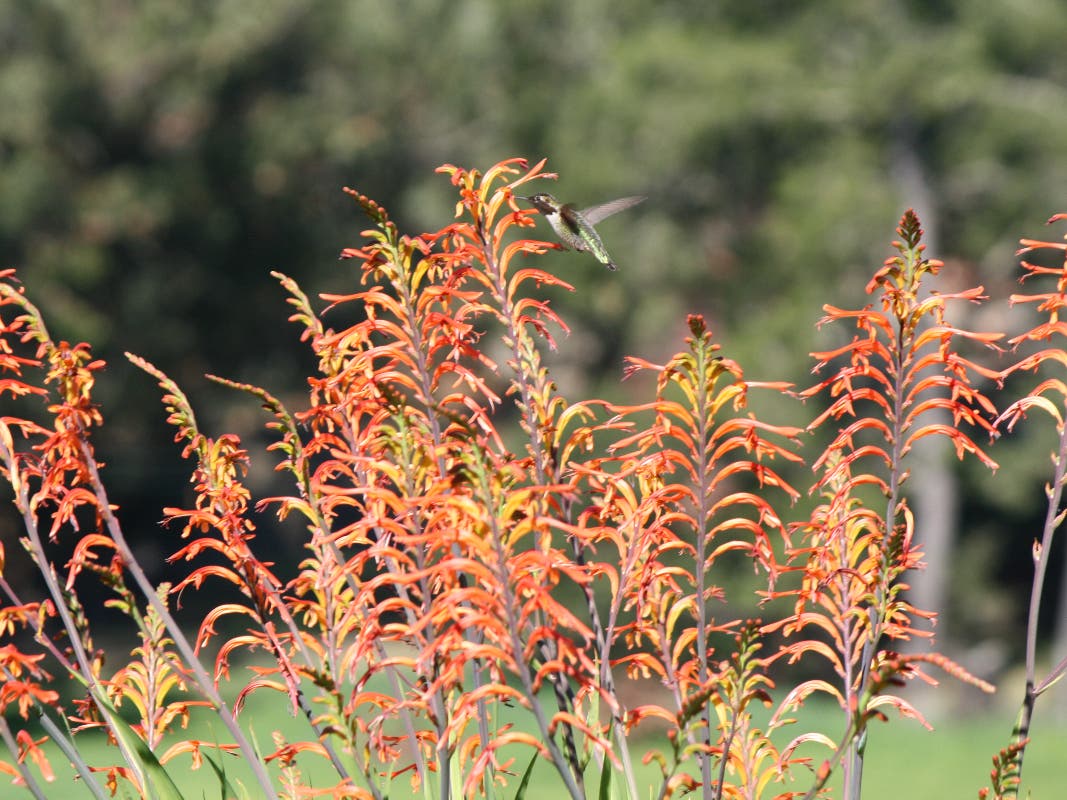 Hummingbirds and flowers are meant to be cherished. 