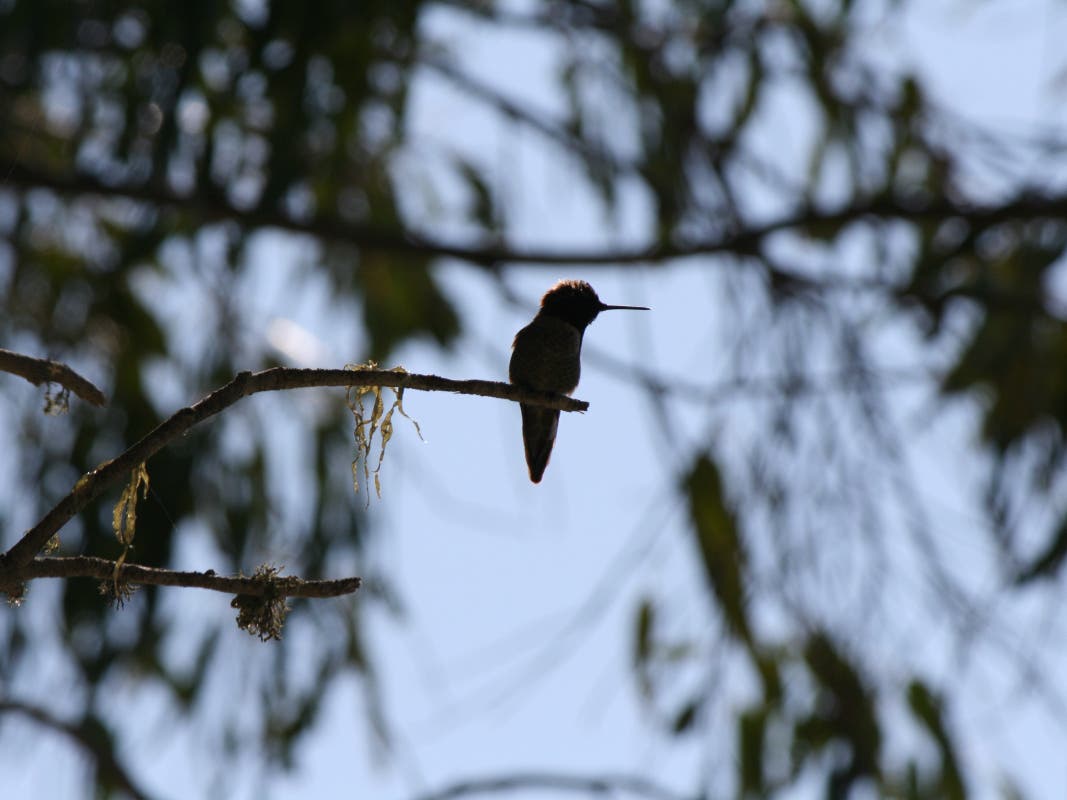 Stable Hummingbird You Can See Better When You are Still. | Across America, US Patch