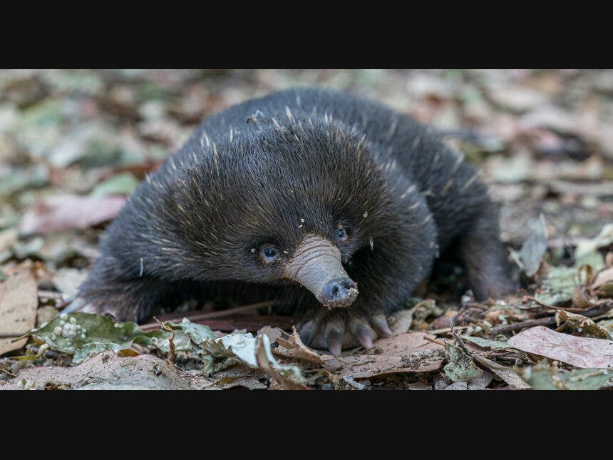 Four-month-old Puggle Gaining Strength and Thriving