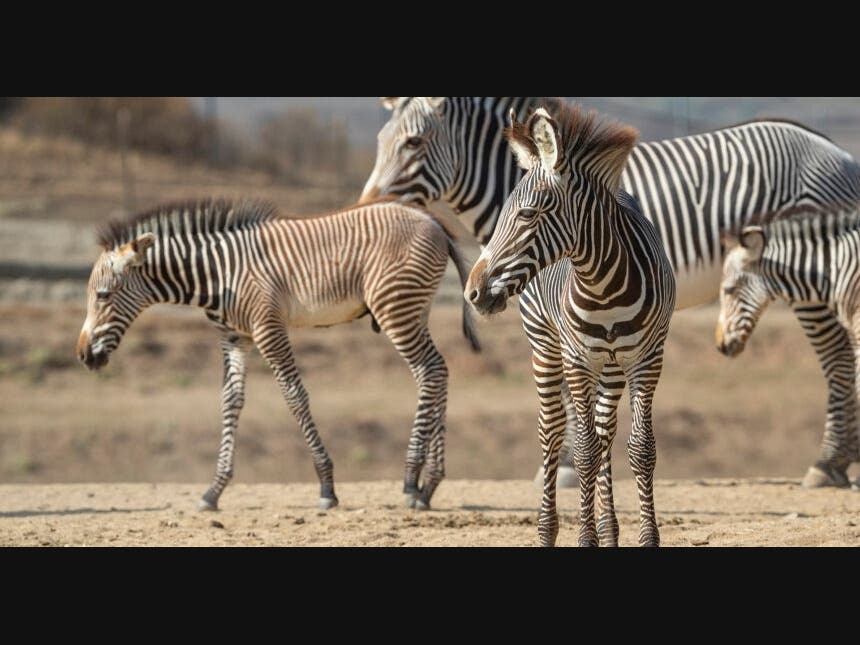 San Diego Zoo