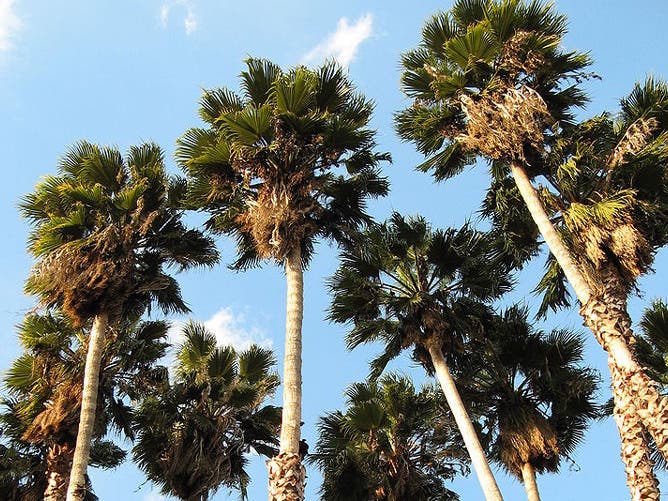 Mexican fan palms, native to the deserts of northwestern Mexico, are a widely-planted ornamental throughout the Los Angeles basin and are contributing substantially to the organic aerosol pollution in the area, according to a UC Berkeley study. 